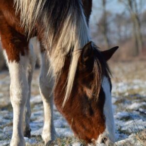 APHA American Paint Horse Wallach, Bay Tobiano 3Jahre