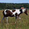 APHA American Paint Horse Wallach, Bay Tobiano 3Jahre