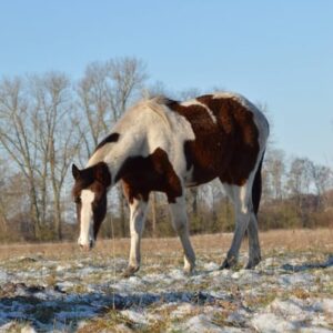 APHA American Paint Horse Wallach, Bay Tobiano 3Jahre