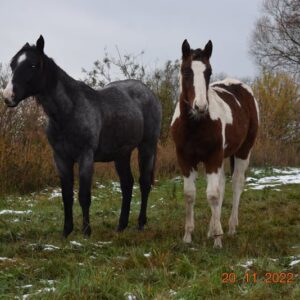 APHA American Paint Horse Wallach, Bay Tobiano 3Jahre