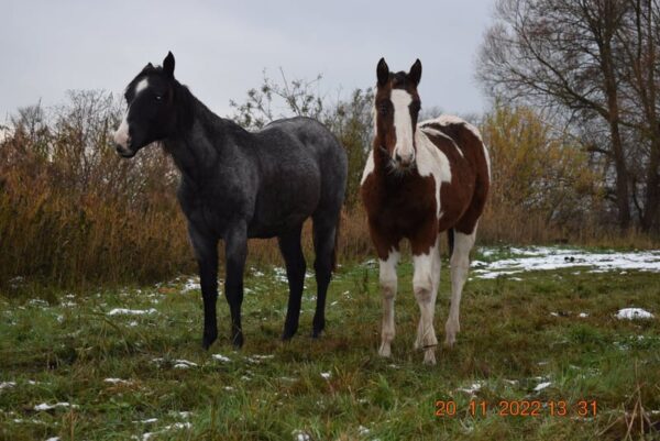 APHA American Paint Horse Wallach, Bay Tobiano 3Jahre
