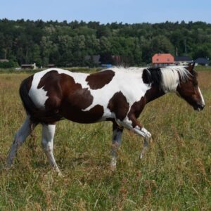 APHA American Paint Horse Wallach, Bay Tobiano 3Jahre