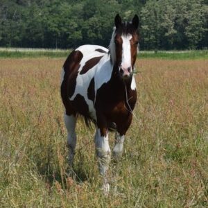 APHA American Paint Horse Wallach, Bay Tobiano 3Jahre