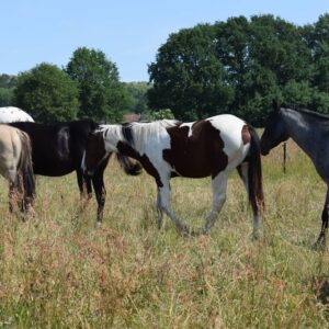APHA American Paint Horse Wallach, Bay Tobiano 3Jahre