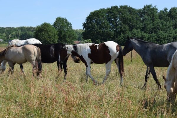 APHA American Paint Horse Wallach, Bay Tobiano 3Jahre