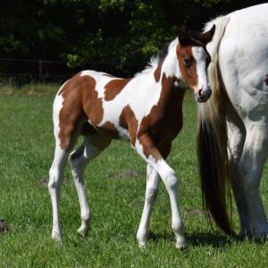APHA American Paint Horse Wallach, Bay Tobiano 3Jahre