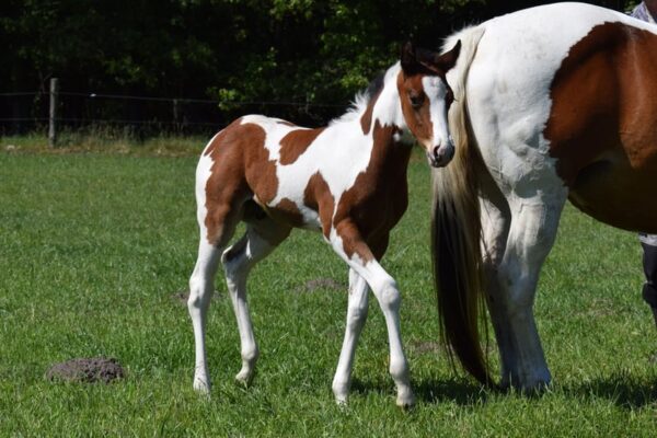 APHA American Paint Horse Wallach, Bay Tobiano 3Jahre