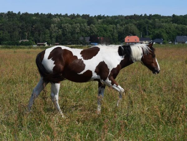 APHA American Paint Horse Wallach, Bay Tobiano 3Jahre