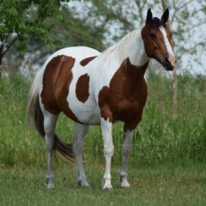 APHA American Paint Horse Wallach, Bay Tobiano 3Jahre