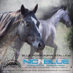 APHA American Paint Horse Wallach, Bay Tobiano 3Jahre