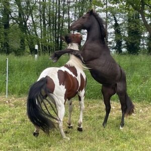 APHA Paint Horse Hengst 2 Jahre, Smoky Blue Roan