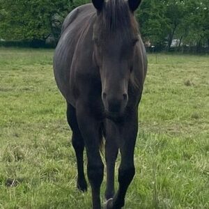 APHA Paint Horse Hengst 2 Jahre, Smoky Blue Roan