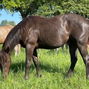 APHA Paint Horse Hengst 2 Jahre, Smoky Blue Roan