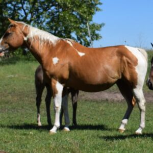 APHA Paint Horse Hengst 2 Jahre, Smoky Blue Roan