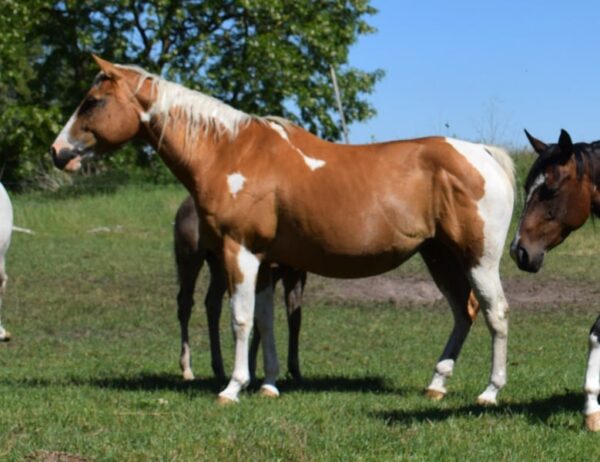 APHA Paint Horse Hengst 2 Jahre, Smoky Blue Roan
