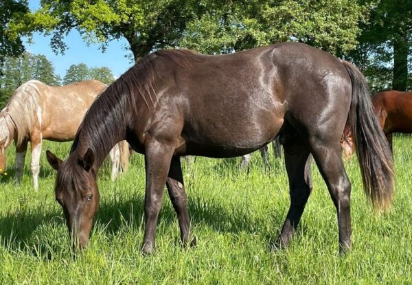 APHA Paint Horse Hengst 2 Jahre, Smoky Blue Roan