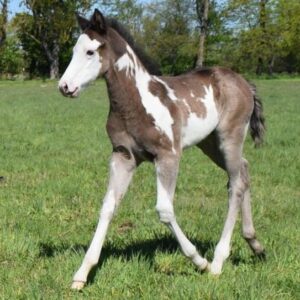 APHA Paint Horse Hengstfohlen Black Overo