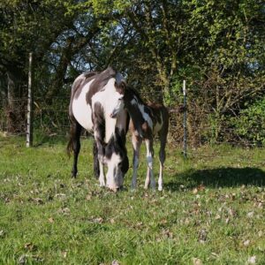 APHA Paint Horse Hengstfohlen Black Overo