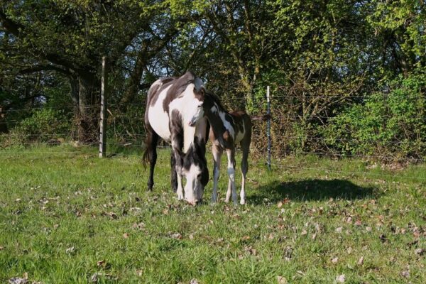 APHA Paint Horse Hengstfohlen Black Overo