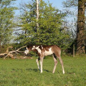 APHA Paint Horse Hengstfohlen Black Overo