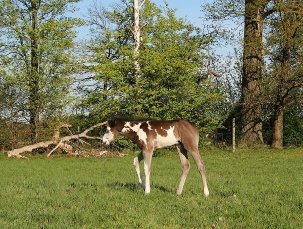 APHA Paint Horse Hengstfohlen Black Overo