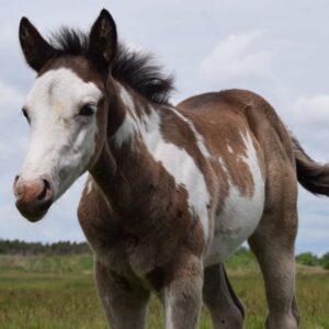 APHA Paint Horse Hengstfohlen Black Overo