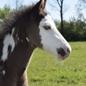 APHA Paint Horse Hengstfohlen Black Overo