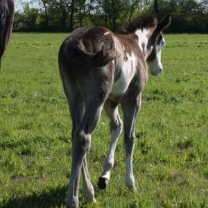 APHA Paint Horse Hengstfohlen Black Overo