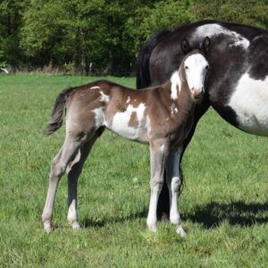 APHA Paint Horse Hengstfohlen Black Overo