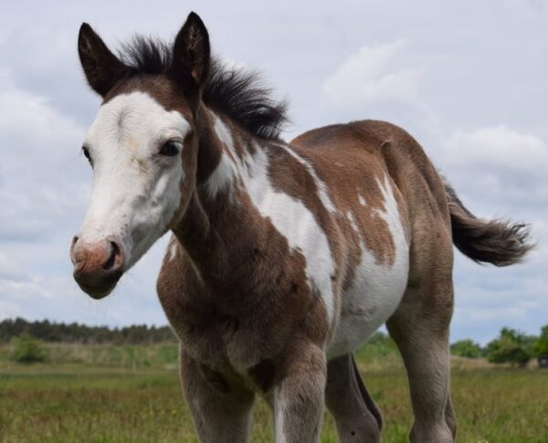 APHA Paint Horse Hengstfohlen Black Overo