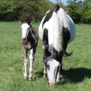 APHA Paint Horse Hengstfohlen Black Overo