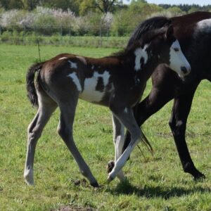 APHA Paint Horse Hengstfohlen Black Overo