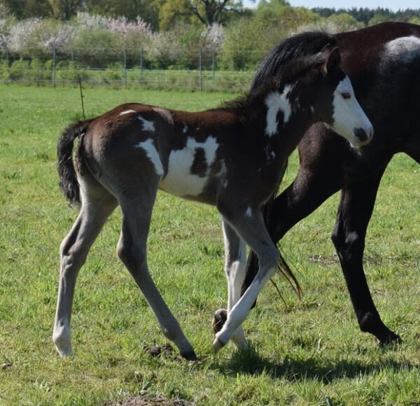 APHA Paint Horse Hengstfohlen Black Overo
