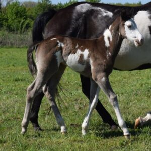 APHA Paint Horse Hengstfohlen Black Overo