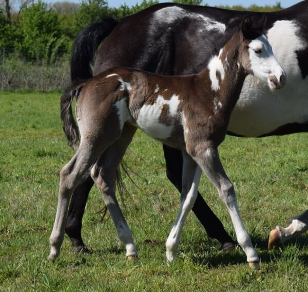 APHA Paint Horse Hengstfohlen Black Overo