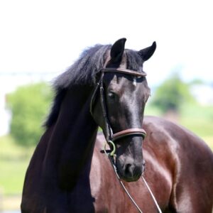 Atticus