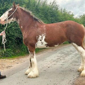 Beautiful Sweet Mare