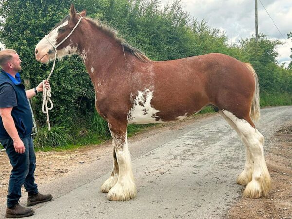 Beautiful Sweet Mare