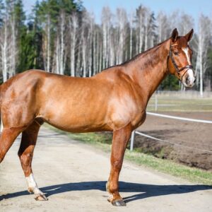 Big calm horse