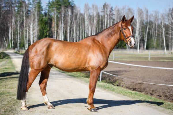 Big calm horse