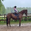 Big calm horse