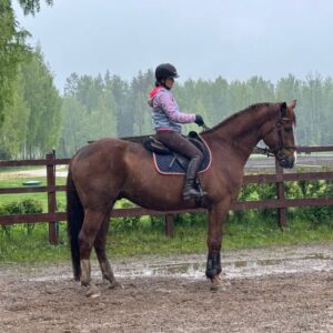 Big calm horse