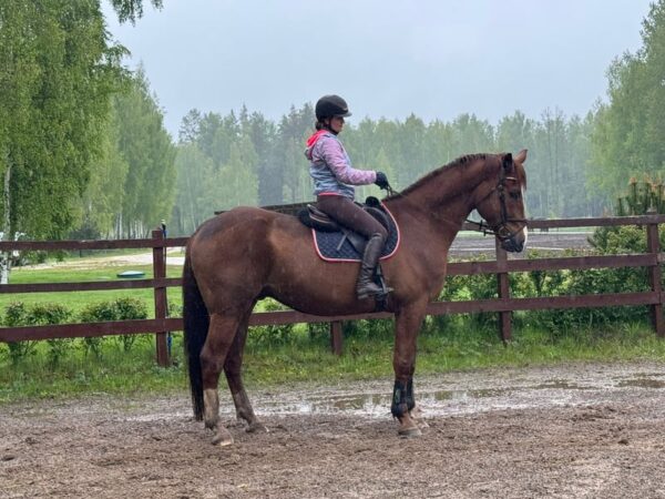 Big calm horse