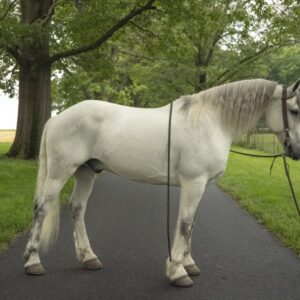 Drifter Is A Beautiful GypsyQH Cross That Is Solid and Broke!