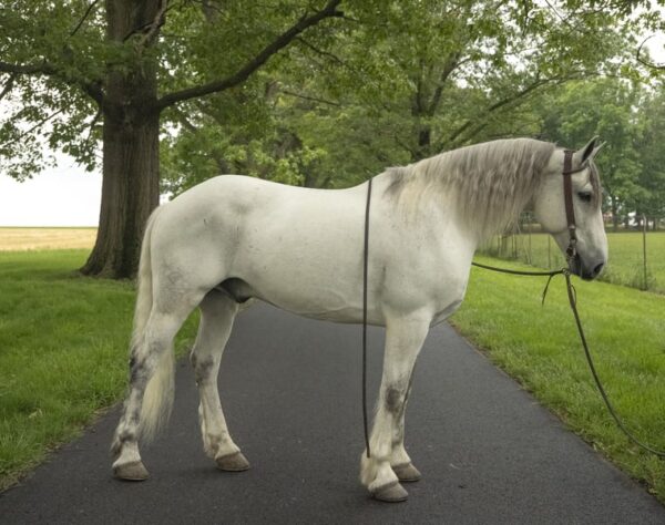 Drifter Is A Beautiful GypsyQH Cross That Is Solid and Broke!