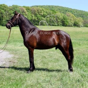 FRIESIAN SPORTHORSE CROSS GELDING