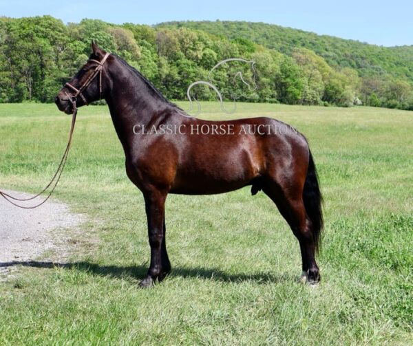 FRIESIAN SPORTHORSE CROSS GELDING