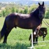 FRIESIAN SPORTHORSE CROSS GELDING