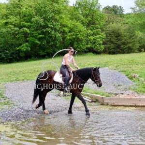 FRIESIAN SPORTHORSE CROSS GELDING