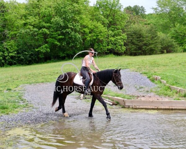 FRIESIAN SPORTHORSE CROSS GELDING